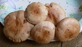 Lactarius vinaceorufescens image