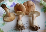 Lactarius vinaceorufescens image