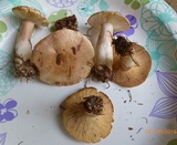 Lactarius vinaceorufescens image