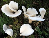 Pleurocybella porrigens image