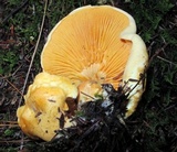 Hygrophoropsis aurantiaca image