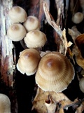 Mycena inclinata image