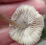 Mycena inclinata image