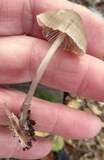 Mycena inclinata image