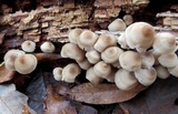 Mycena inclinata image