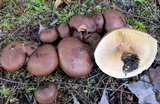 Tricholoma fulvum image