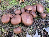 Tricholoma fulvum image