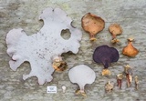 Polyporus ianthinus image