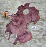 Polyporus ianthinus image