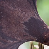 Polyporus ianthinus image