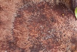 Polyporus ianthinus image