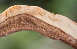Polyporus ianthinus image