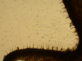 Chroogomphus vinicolor image