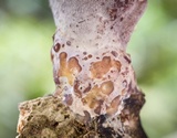 Polyporus ianthinus image