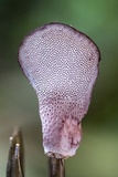 Polyporus ianthinus image