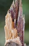 Polyporus ianthinus image