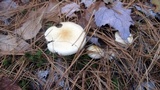 Hygrophorus flavodiscus image