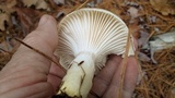 Hygrophorus flavodiscus image