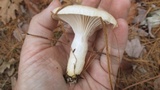 Hygrophorus flavodiscus image