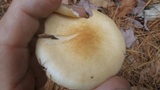 Hygrophorus flavodiscus image