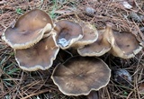 Ampulloclitocybe clavipes image