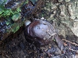 Pluteus exilis image