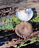 Polyporus brumalis image