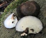 Polyporus brumalis image