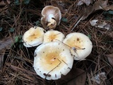 Hygrophorus flavodiscus image