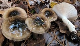 Hygrophorus fuligineus image