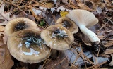 Hygrophorus fuligineus image