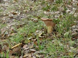 Lactarius argillaceifolius image