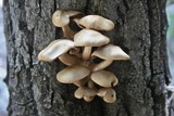 Hypsizygus ulmarius image