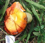Russula aurea image