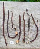 Xylaria hyperythra image