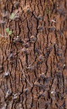 Xylaria hyperythra image