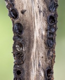 Xylaria hyperythra image