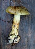 Cortinarius subsulfurinus image