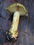 Cortinarius subsulfurinus image