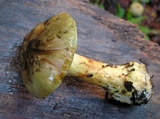 Cortinarius subsulfurinus image