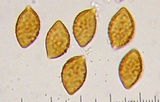 Cortinarius subsulfurinus image