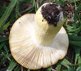 Russula aurea image