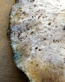Polyporus brumalis image