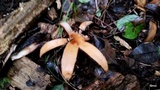 Chorioactis geaster image