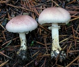 Agaricus semotus image