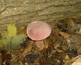 Tylopilus rubrobrunneus image