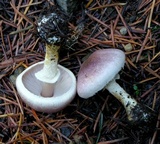 Agaricus semotus image