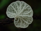 Tetrapyrgos subdendrophora image