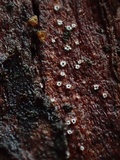 Stictis radiata image