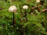 Gymnopus androsaceus image